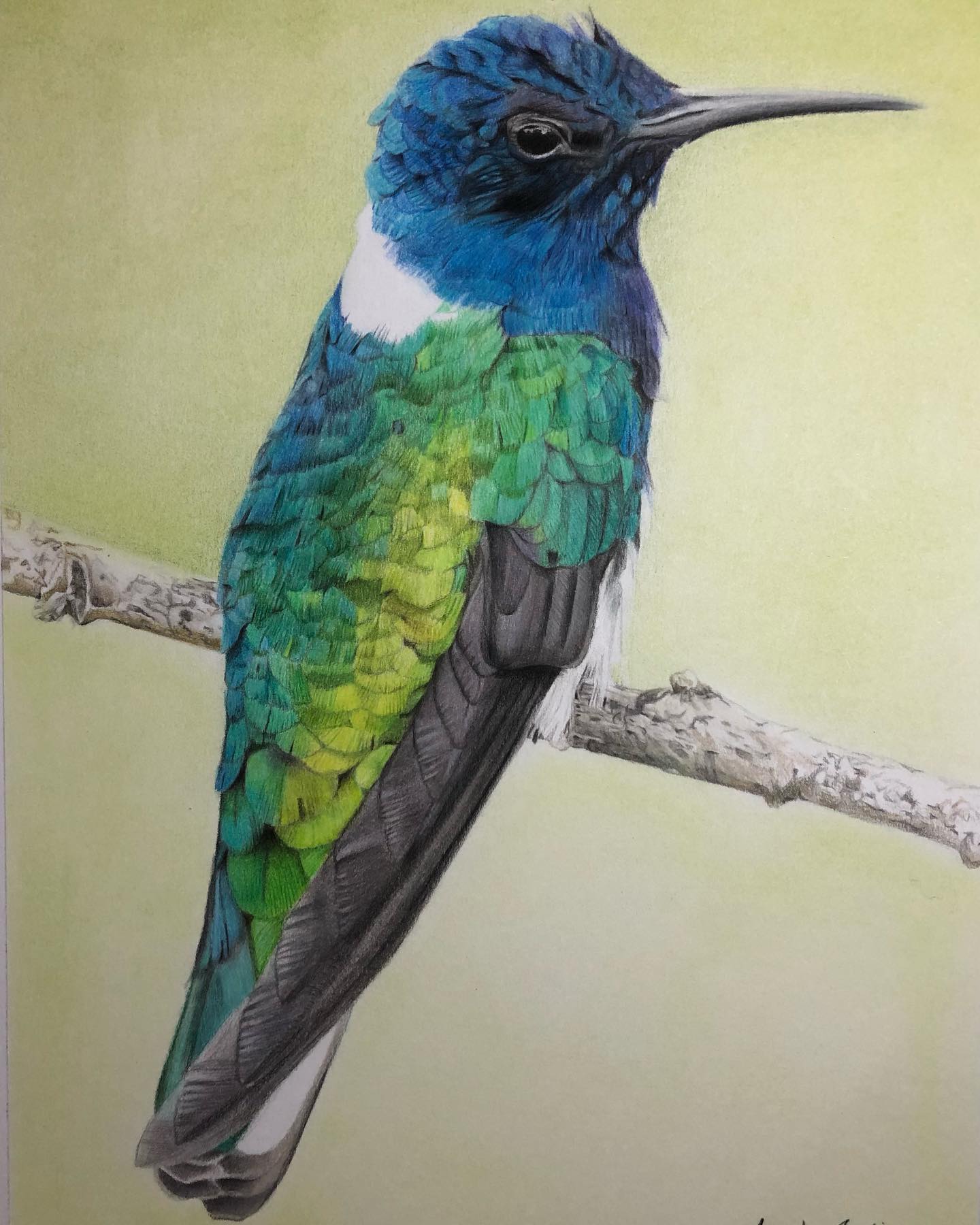 White Necked Jacobin